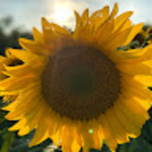 Meet your Posher, Alison